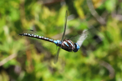Blue-eyed Darner