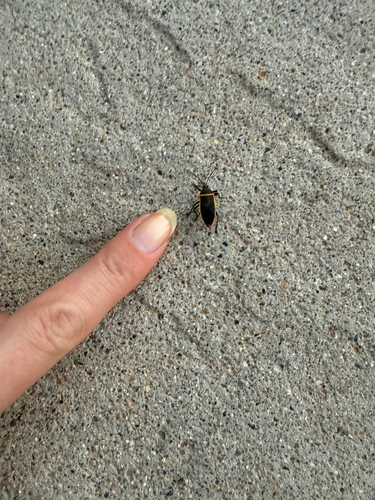 California Bordered Plant Bug