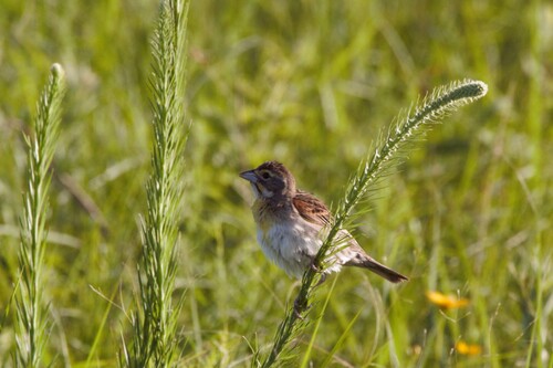 Dickcissel