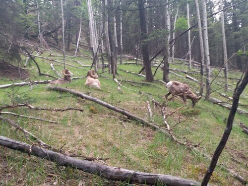 Bighorn Sheep