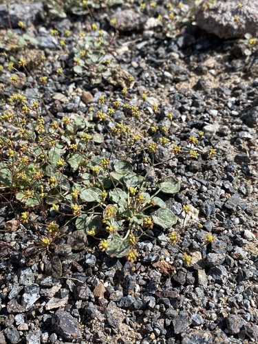 Image of Eriogonum reniforme by (c) Matt Berger, some rights reserved (CC BY)
