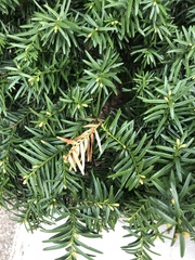 Pestalotiopsis funerea