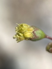 Eriogonum reniforme