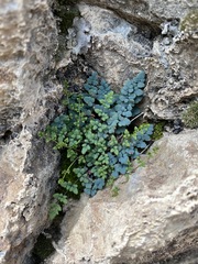 Argyrochosma jonesii