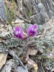 Astragalus newberryi