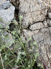 Cryptantha nevadensis