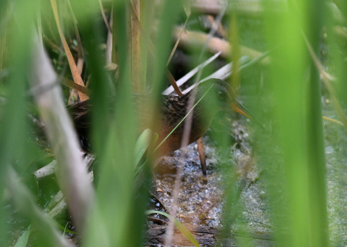 Virginia Rail