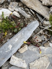 Erythranthe calcicola