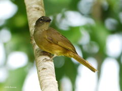 Little Grey Greenbul photo 3