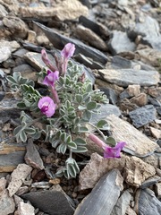 Astragalus newberryi