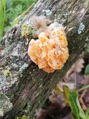 Phaeotremella foliacea