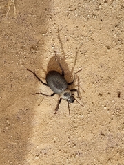 Trachyderma philistina