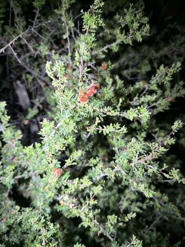 little leaf sumac