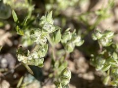 Stylocline psilocarphoides