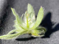 Stylocline micropoides