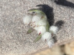 Stylocline micropoides