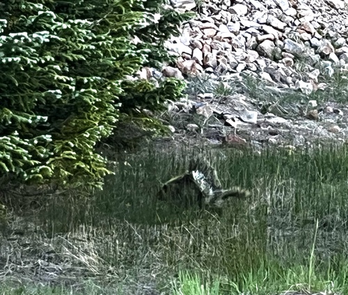 North American Porcupine
