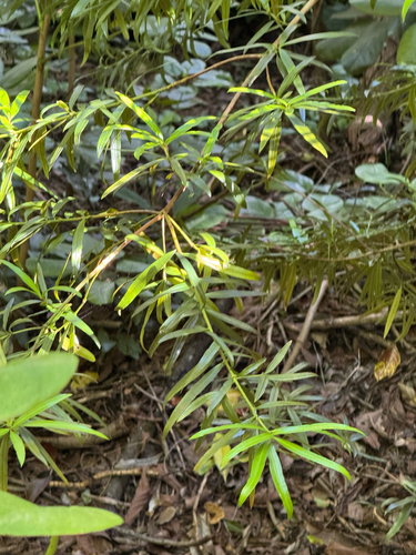 Podocarpus, 2026-06-12