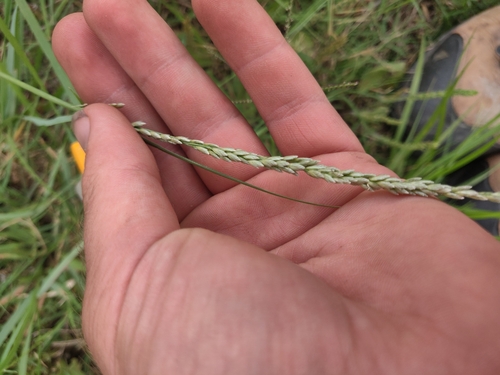 Tridens albescens