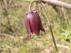 Fritillaria