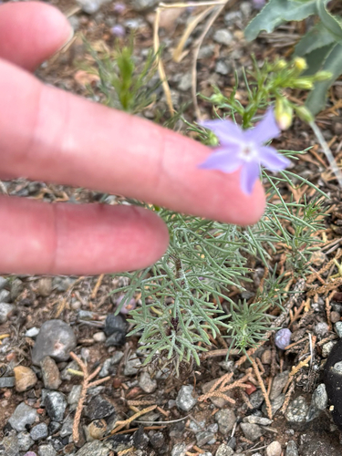 Flaxflowered Ipomopsis