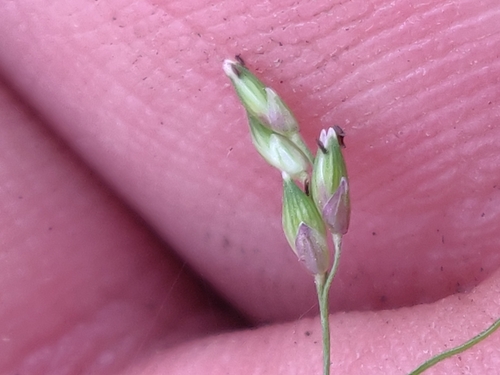 Panicum hallii