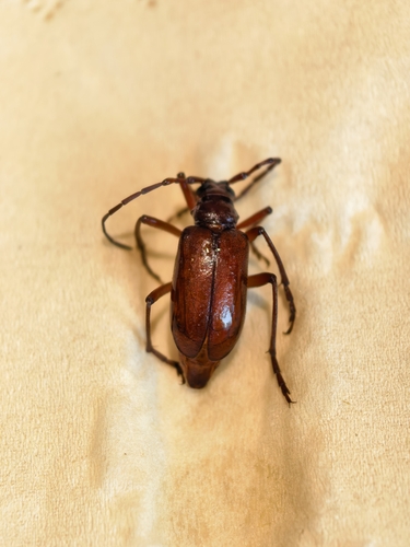 Apatophysis, 2026-06-13