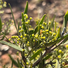 Alectryon oleifolius, photograph (c) James K. Douch, some rights reserved (CC BY-SA)