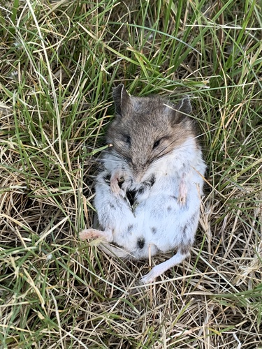 Western Deer Mouse