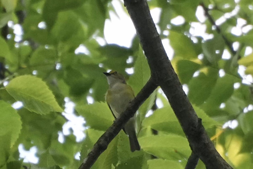 White-eyed Vireo