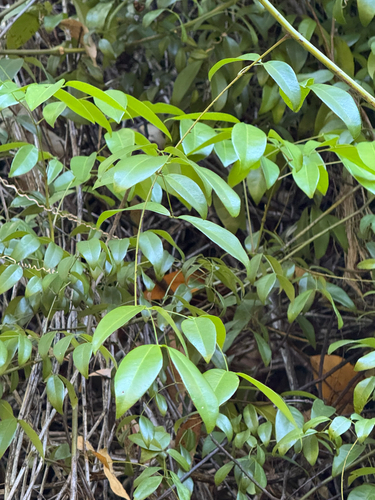 Caesalpinia observed 2026-06-12
