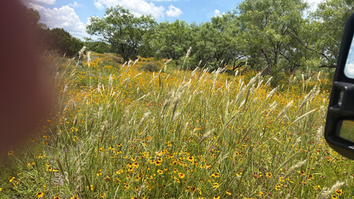 silver bluestem