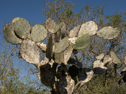 Texas Plains Pricklypear