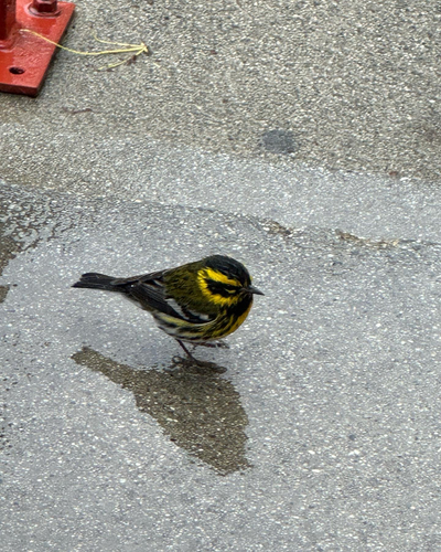 Setophaga townsendi
