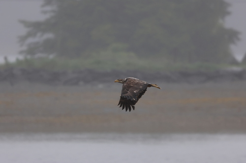 Bald Eagle