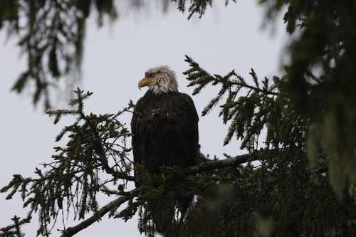 Bald Eagle