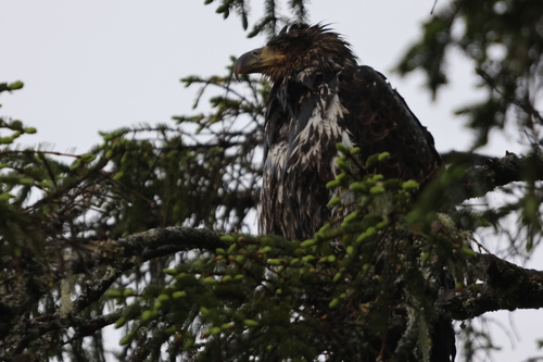 Bald Eagle