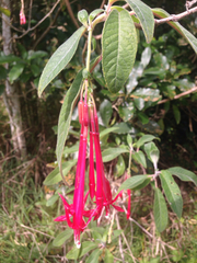 Fuchsia boliviana luxurians