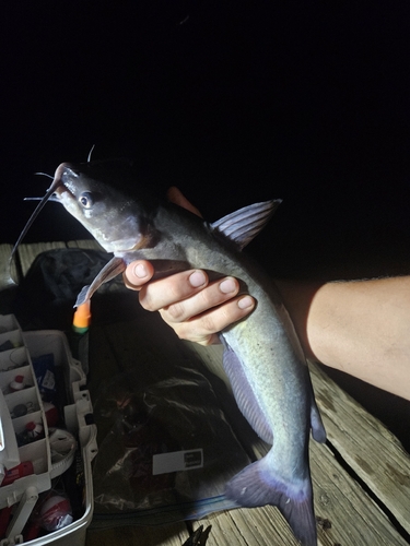 Channel Catfish