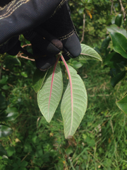 Fuchsia boliviana luxurians