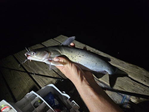 Channel Catfish