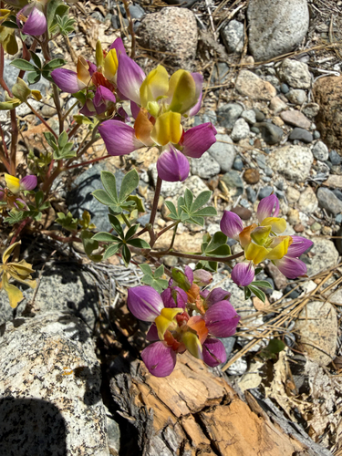 Lupinus stiversii, photograph 5