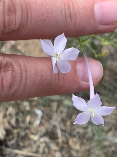 Flaxflowered Ipomopsis