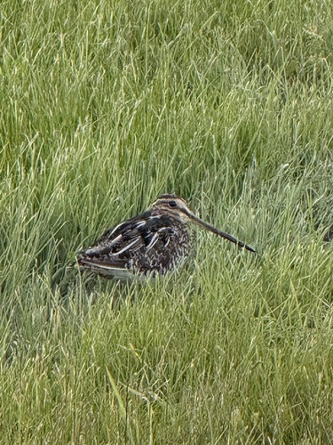Wilson's Snipe