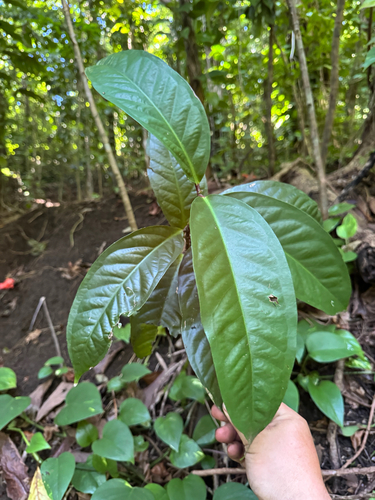 Syzygium malaccense observed 2026-06-12