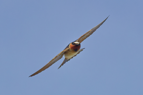 Cliff Swallow