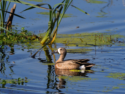 Blue-winged Teal