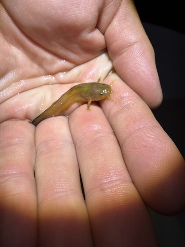 Tadpole Madtom