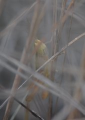 Dichromorpha elegans