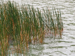 Eleocharis sphacelata, photograph (c) Angus Campbell, some rights reserved (CC BY)